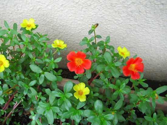 ポーチュラカの挿し芽したよ 花好きおばあさんの 園芸ボランティア日記