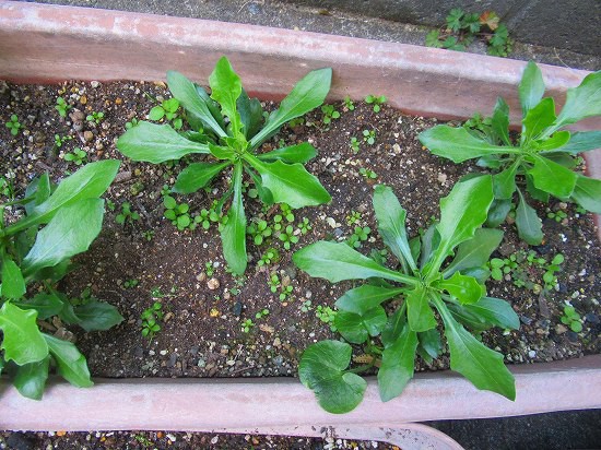南天の実が赤く熟れて 花好きおばあさんの 園芸ボランティア日記