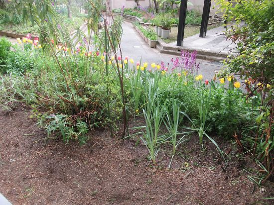 アメジストセージ ラベンダーの剪定 ダイレクト咲き 花好きおばあさんの 園芸ボランティア日記