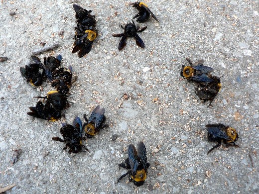 クマンバチ 花好きおばあさんの 園芸ボランティア日記
