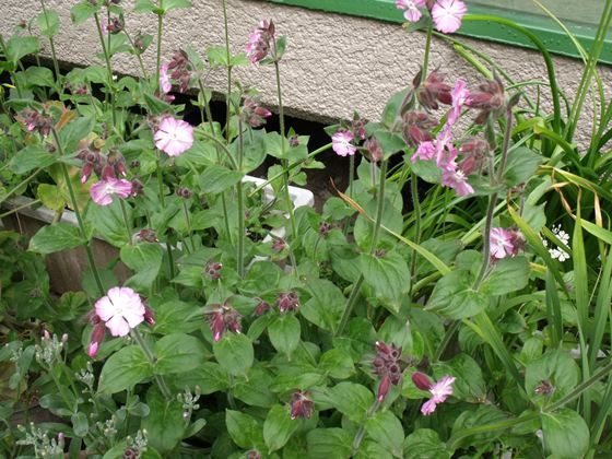 チューリップ シレネ二種 花好きおばあさんの 園芸ボランティア日記