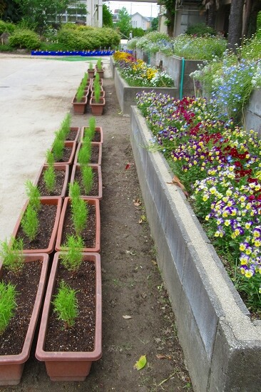 ホウキ草 コキア の植え付けしたよ 花好きおばあさんの 園芸ボランティア日記