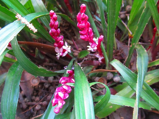 キチジョウソウ 吉祥草 が咲いたよ 花好きおばあさんの 園芸ボランティア日記