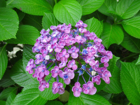 お多福紫陽花の突然変異 花好きおばあさんの 園芸ボランティア日記