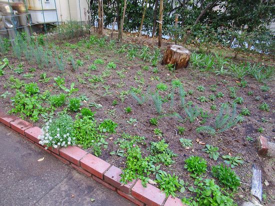 ２０１８年 １０月の学校花壇のお花です 花好きおばあさんの 園芸ボランティア日記