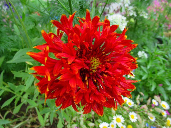 オルレアと イベリスキャンディータフトがいっぱい 花好きおばあさんの 園芸ボランティア日記