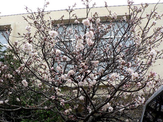 暖地桜桃 大失敗 花好きおばあさんの 園芸ボランティア日記