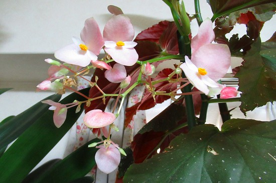 我が家のインドア植物は 花好きおばあさんの 園芸ボランティア日記