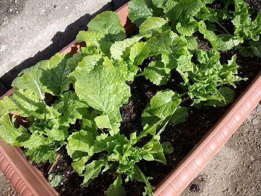 菜の花 受難 花好きおばあさんの 園芸ボランティア日記 菜の花 受難 花好きおばあさんの 園芸ボランティア日記