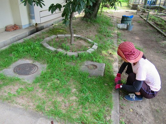 あまりの暑さに日陰で草抜きを 花好きおばさんの 園芸ボランティア日記