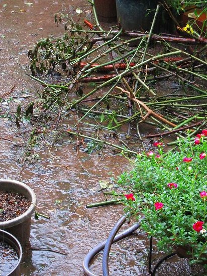 モッコウバラの剪定と 野草たち 花好きおばあさんの 園芸ボランティア日記