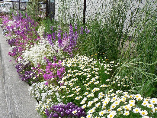 ピンクの ボーダー花壇 花好きおばあさんの 園芸ボランティア日記