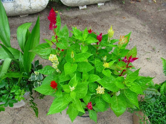 簡単寄せ植え やっぱり続く根切り虫の被害 花好きおばあさんの 園芸ボランティア日記