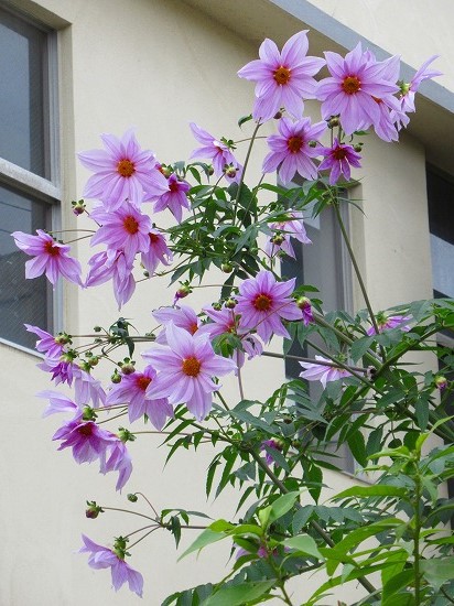 皇帝ダリア＆ カシワバアジサイの紅葉＼(^o^)／ : 花好き