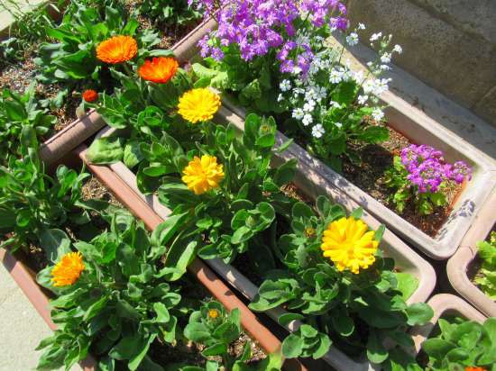 みんなで 楽しく植えつけたよ 花好きおばあさんの 園芸ボランティア日記