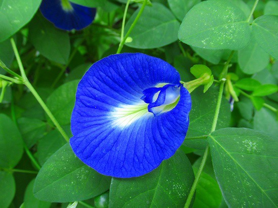 綺麗なブルーのチョウマメ 蝶豆 さん 花好きおばあさんの 園芸ボランティア日記