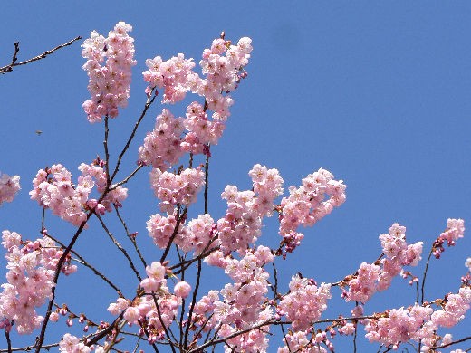 彼岸桜 暖地桜桃 花好きおばあさんの 園芸ボランティア日記