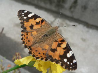 今日の蝶 花好きおばあさんの 園芸ボランティア日記