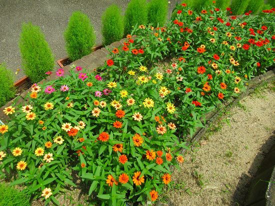 円形花壇にジニアプロヒュージョンがいっぱい 花好きおばあさんの 園芸ボランティア日記