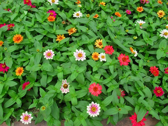 学校中ジニアプロヒュージョンだらけ 花好きおばあさんの 園芸ボランティア日記