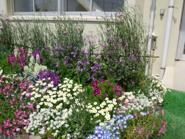 学校のイングリッシュガーデン風 花壇です 花好きおばあさんの 園芸ボランティア日記