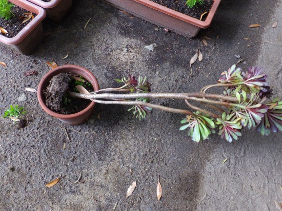 花壇 つ ちの 入れ替え