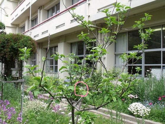 リンゴの木その後 花好きおばあさんの 園芸ボランティア日記