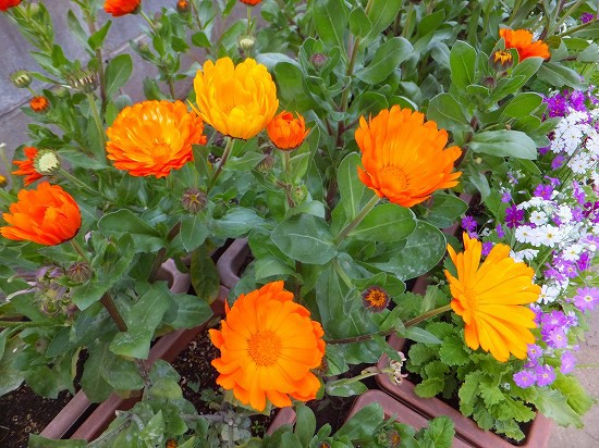 キンセンカの花が いっぱい O 花好きおばあさんの 園芸ボランティア日記