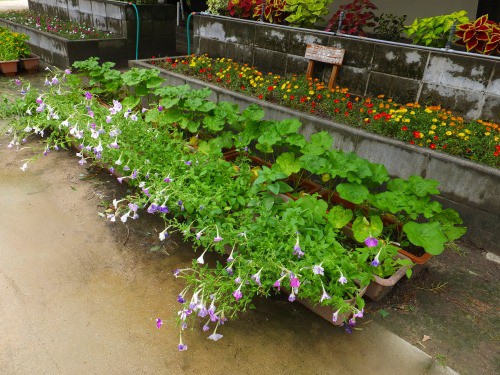コリウスの挿し芽 ペチュニアの切り戻し 花好きおばあさんの 園芸ボランティア日記