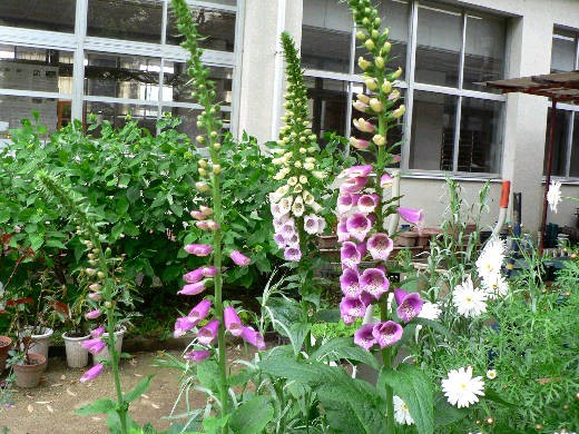 ジキタリス咲いて 花好きおばあさんの 園芸ボランティア日記