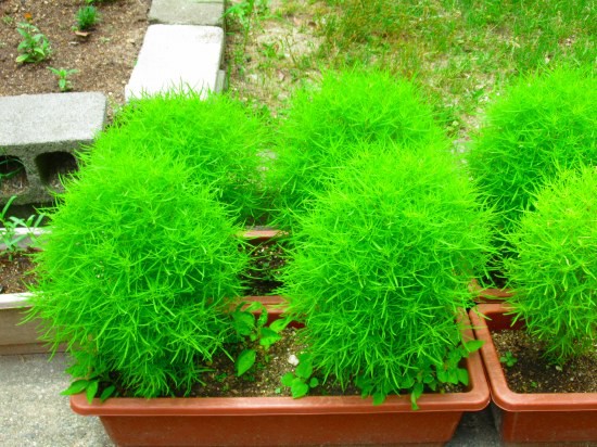 真ん丸のほうき草 ポーチュラカの挿し芽 花好きおばあさんの 園芸ボランティア日記