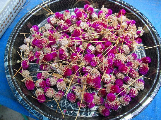 千日紅とジニアプロヒュージョンの種取り 花好きおばあさんの 園芸ボランティア日記