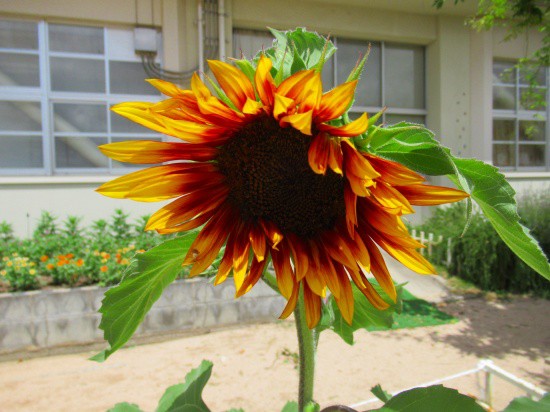 元気なひまわりが咲いたよ O 花好きおばあさんの 園芸ボランティア日記