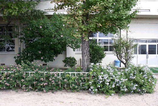 ランタナ花壇 ブルーサルビア花壇 花好きおばあさんの 園芸ボランティア日記