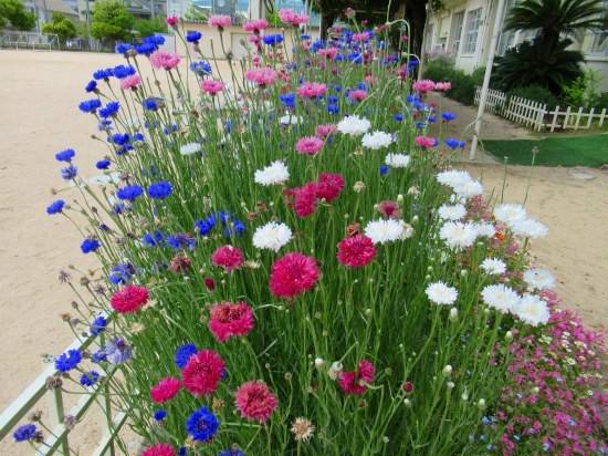 矢車菊の種取り 花好きおばあさんの 園芸ボランティア日記