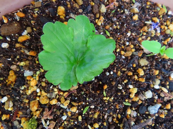 ラナンキュラス　芽出し苗 ラナンキュラスラックスの芽出し成功！ヤドカリ種まき | キヨミ
