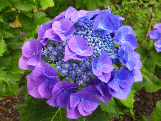 紫陽花の 真花 装飾花 花好きおばあさんの 園芸ボランティア日記