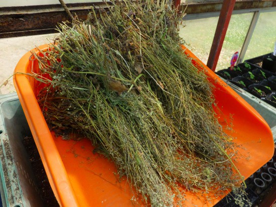 勿忘草の種採りは 花好きおばあさんの 園芸ボランティア日記