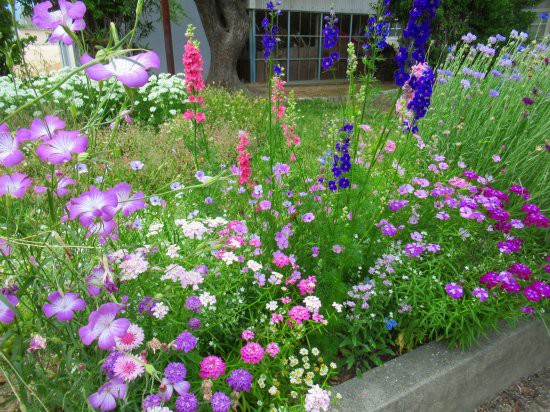 みんなでほうき草 コキア で ほうきを作ったよ 花好きおばさんの 園芸ボランティア日記