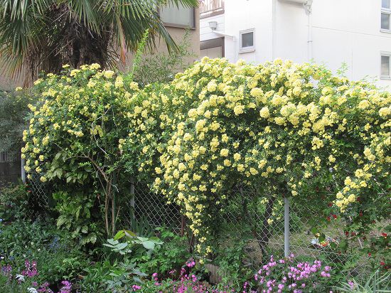 自宅庭のモッコウバラが受難です ﾉd ｼｸｼｸ 花好きおばあさんの 園芸ボランティア日記