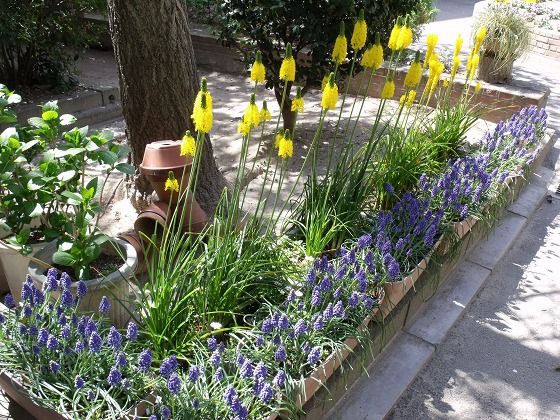 ムスカリの配置換え 花好きおばあさんの 園芸ボランティア日記