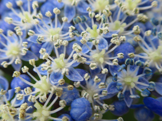 紫陽花の真花 装飾花 苗の植え付け 花好きおばあさんの 園芸ボランティア日記