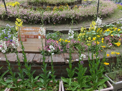 バーバスカム ビスカリア ネモフィラの種取り 花好きおばあさんの 園芸ボランティア日記