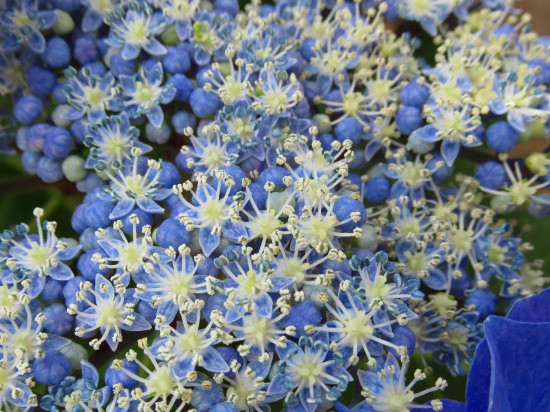 紫陽花の真花 装飾花 苗の植え付け 花好きおばあさんの 園芸ボランティア日記