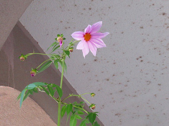 皇帝ダリア＆ カシワバアジサイの紅葉＼(^o^)／ : 花好き