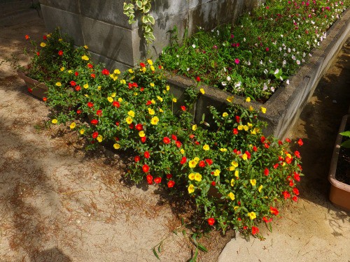 続 ポーチュラカの切り戻し 花好きおばあさんの 園芸ボランティア日記