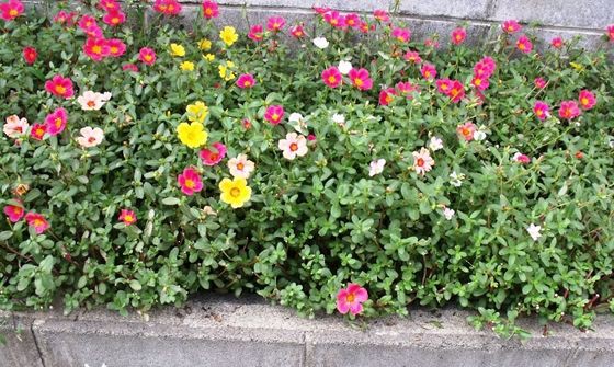 ポーチュラカの 切り戻し 花好きおばあさんの 園芸ボランティア日記