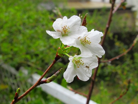 わが家の桜は白だった 花好きおばあさんの 園芸ボランティア日記