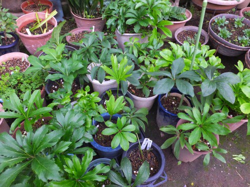 クリスマスローズの古葉切り 花好きおばあさんの 園芸ボランティア日記