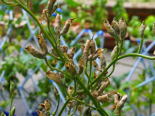 雨の前は 種採りと植え付けですね 花好きおばあさんの 園芸ボランティア日記